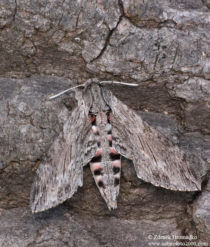 lišaj svlačcový, Agrius convolvuli (Motýli, Lepidoptera)